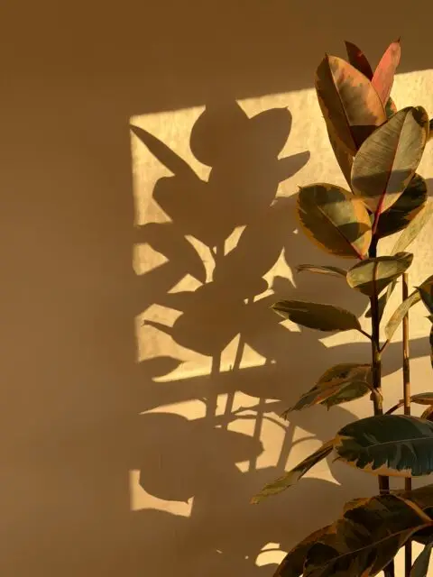 Quiet interior detail at Bloom Sugaring in Santa Monica